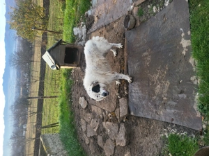 Vand  caine ciobănesc  de 4 ani  - imagine 2