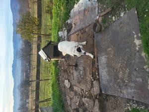 Vand  caine ciobănesc  de 4 ani  - imagine 3