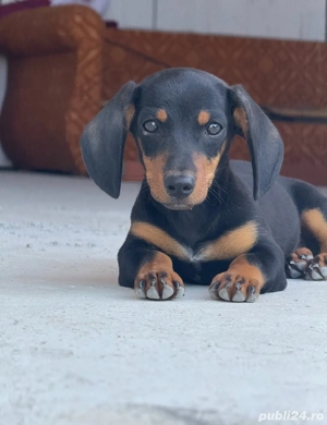 femela teckel 4 luni - imagine 2