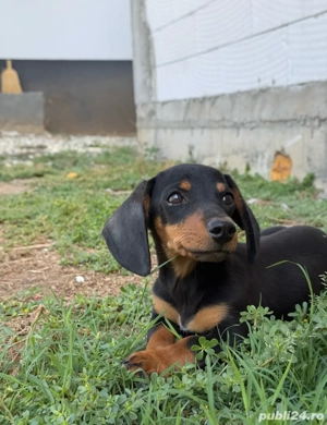 femela teckel 4 luni - imagine 3