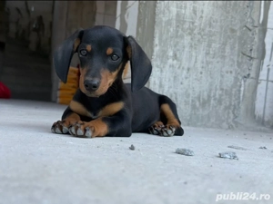 femela teckel 4 luni