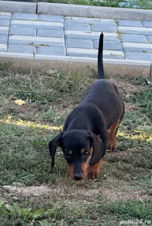 femela teckel 4 luni - imagine 4