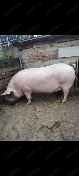 Porci disponibili