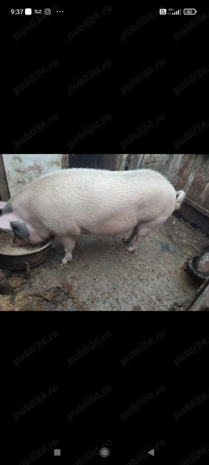 Porci disponibili - imagine 3