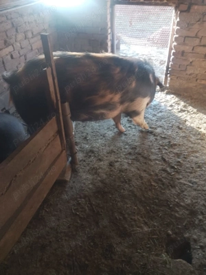 Vând ce se vede în poze  - imagine 4