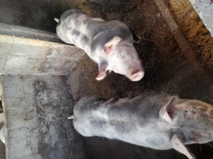 Vând doi vieruti  - imagine 2