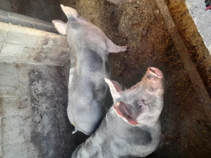 Vând doi vieruti  - imagine 3