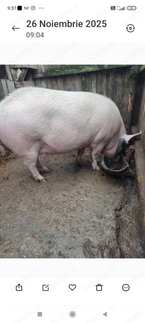 Porci disponibili - imagine 5
