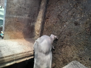 Vând 2 vieruti petrain  - imagine 5