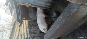 porci de vanzare - imagine 2