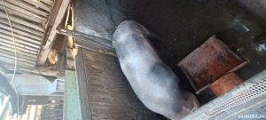 porci de vanzare - imagine 5