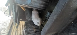 porci de vanzare