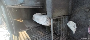 porci de vanzare - imagine 3