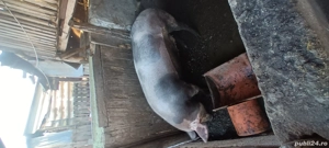 porci de vanzare - imagine 4