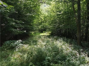 Vând pădure Moneasa 