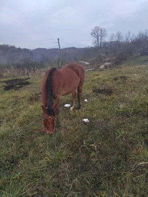 Vand cal de tras murg - imagine 2