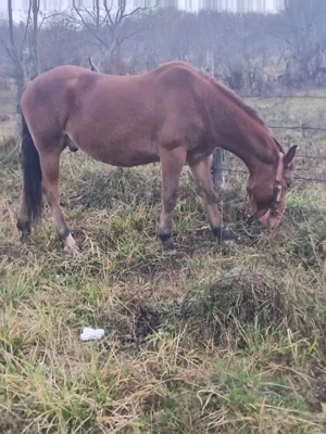 Vand cal de tras murg - imagine 3