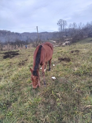 Vand cal de tras murg