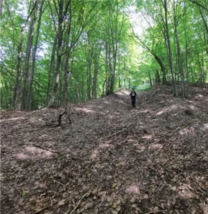 Vând pădure Moneasa  - imagine 4