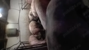 Vând porci - imagine 2