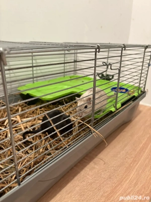 Vand Cusca cu Pereche de Gerbili - imagine 4