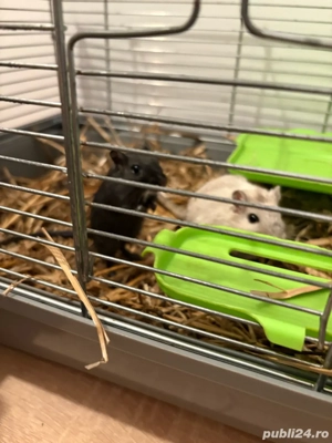 Vand Cusca cu Pereche de Gerbili - imagine 3