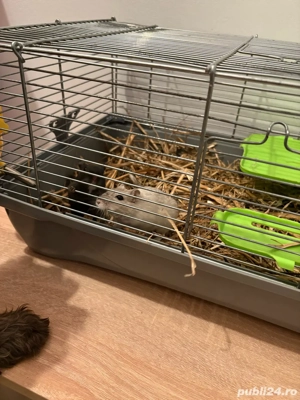 Vand Cusca cu Pereche de Gerbili - imagine 2