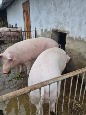 Vând porci Comuna Castranova  - imagine 3