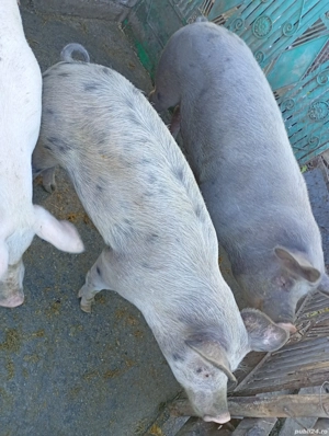 Vand porci 90-140kg - imagine 2