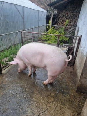 Vând porci Comuna Castranova 