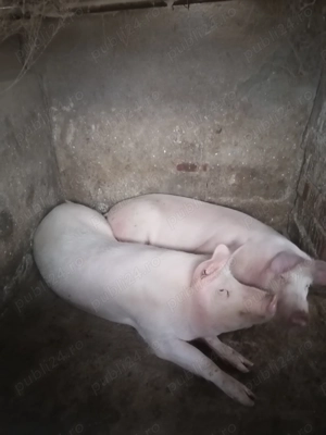 Porc de vânzare 