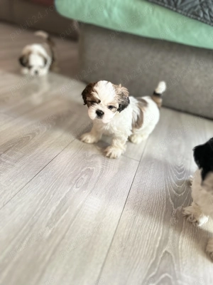 Cățeluși Shitzu în căutarea unei noi căsuțe și a unei familii iubitoare  - imagine 4