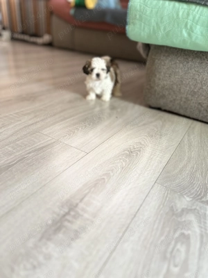 Cățeluși Shitzu  - imagine 3