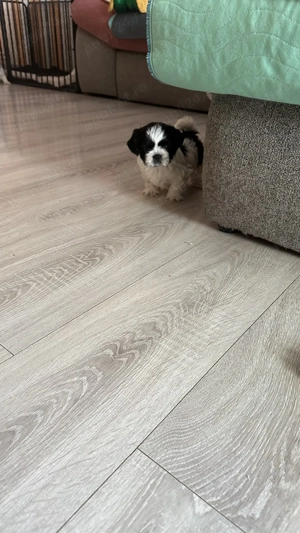 Cățeluși Shitzu  - imagine 5