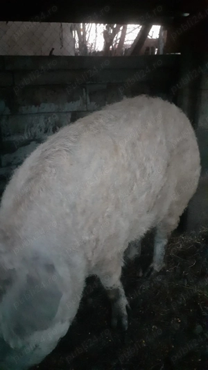 Carcasă mangalița  - imagine 2