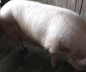 De vanzare  - imagine 2