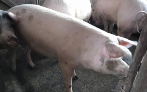 De vanzare  - imagine 4