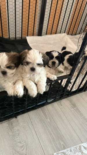 Cățeluși Shitzu  - imagine 9