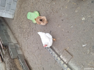 Vand gaini sacrificate - imagine 2