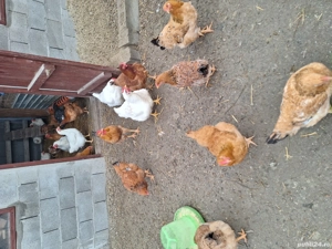 Vand gaini sacrificate