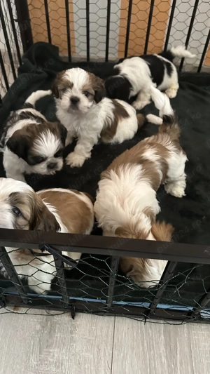 Puișori Shitzu în căutare de o nouă căsuță 