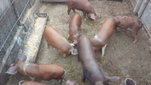 Vand purcei de aproximativ 30kg 