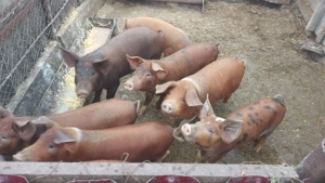 Vand purcei de aproximativ 30kg  - imagine 2