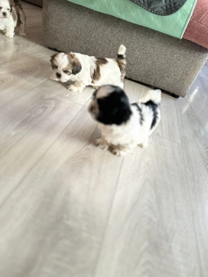 Puișori Shitzu în căutare de o nouă căsuță  - imagine 4