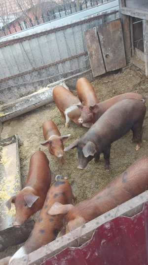 Vand purcei de aproximativ 30kg  - imagine 3