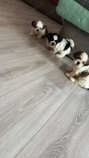 Puișori Shitzu în căutare de o nouă căsuță  - imagine 5