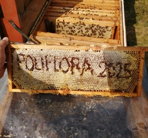 Vând 10 familii de albine pe 10,11 sau 12 rame