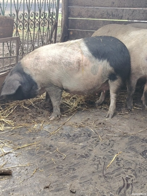 vand scroafe gestante - imagine 2