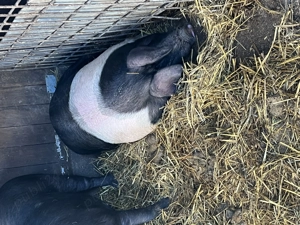 Porci  purcele ,bazna!!! - imagine 3