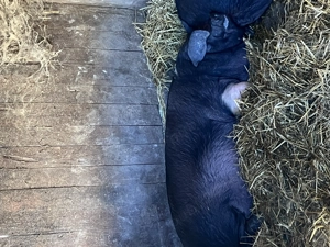 Porci  purcele ,bazna!!!